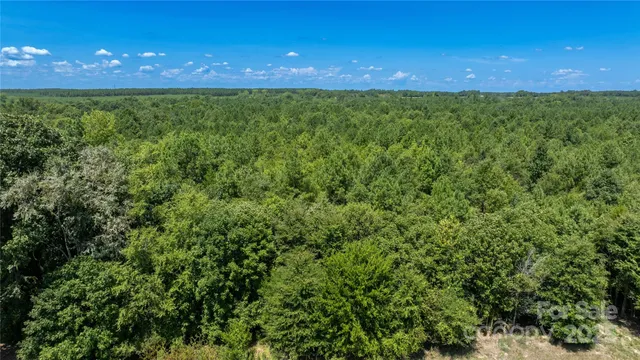 a close up of a plant in a garden