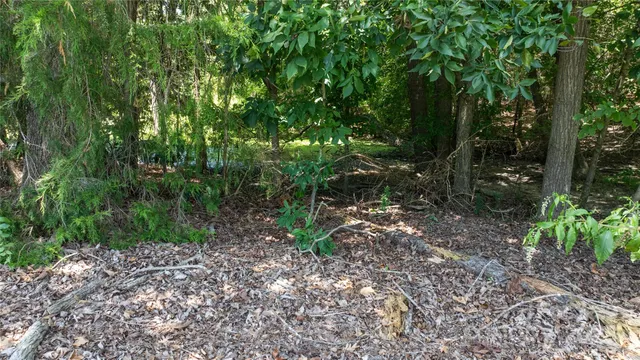 a view of a forest filled with trees