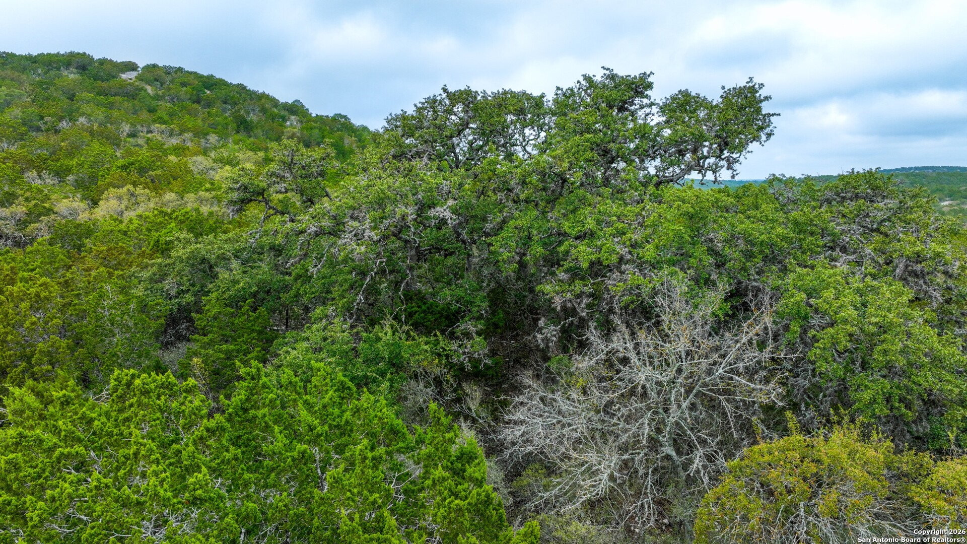 Lot 13 Wild Canyon Ranch Del Rio, TX 78840 - Photo 21 of 39 a view of a lush green forest with large trees
