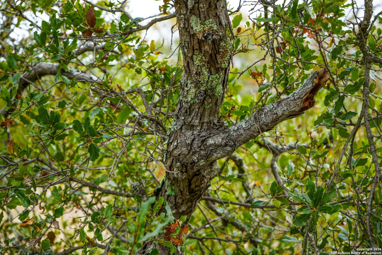 Lot 13 Wild Canyon Ranch Del Rio, TX 78840 - Photo 25 of 39 a backyard of a house with lots of tree
