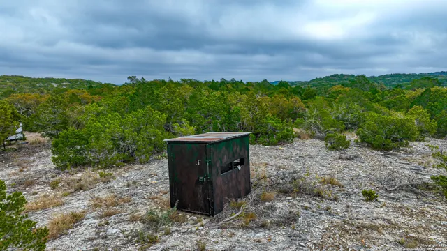 a view of a yard with plants and a tree