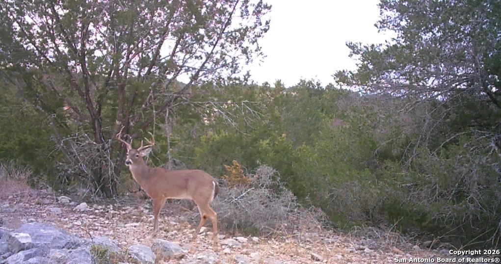 Lot 13 Wild Canyon Ranch Del Rio, TX 78840 - Photo 37 of 39 a view of a backyard