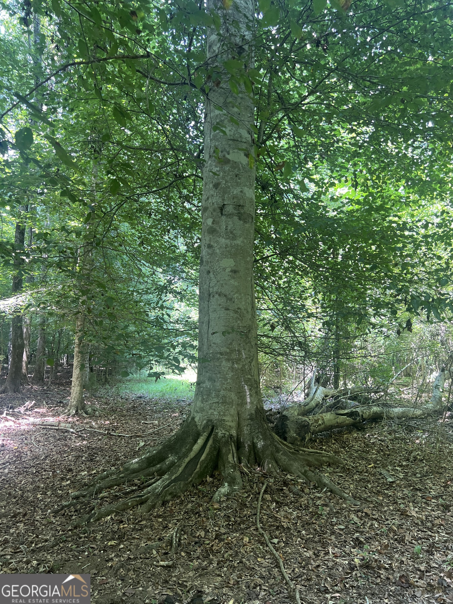 132 Hines Road Hogansville, GA 30230 - Photo 30 of 31 a forest view with lots of trees