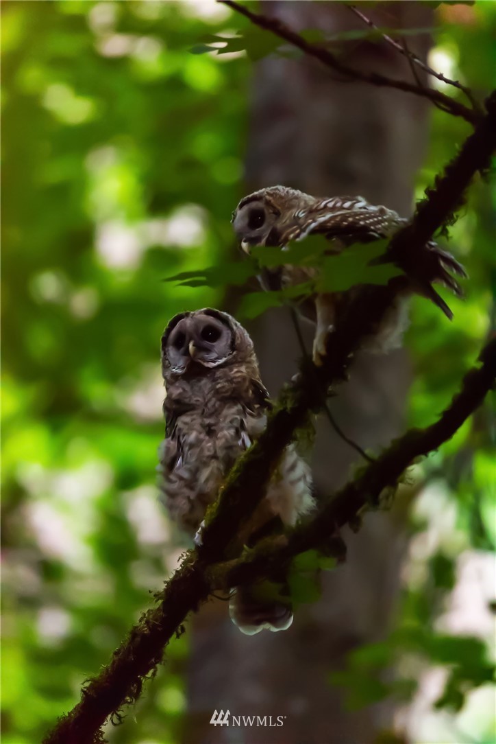 21031 Shell Valley Way Edmonds, WA 98026 - Photo 29 of 32 a view of a yard