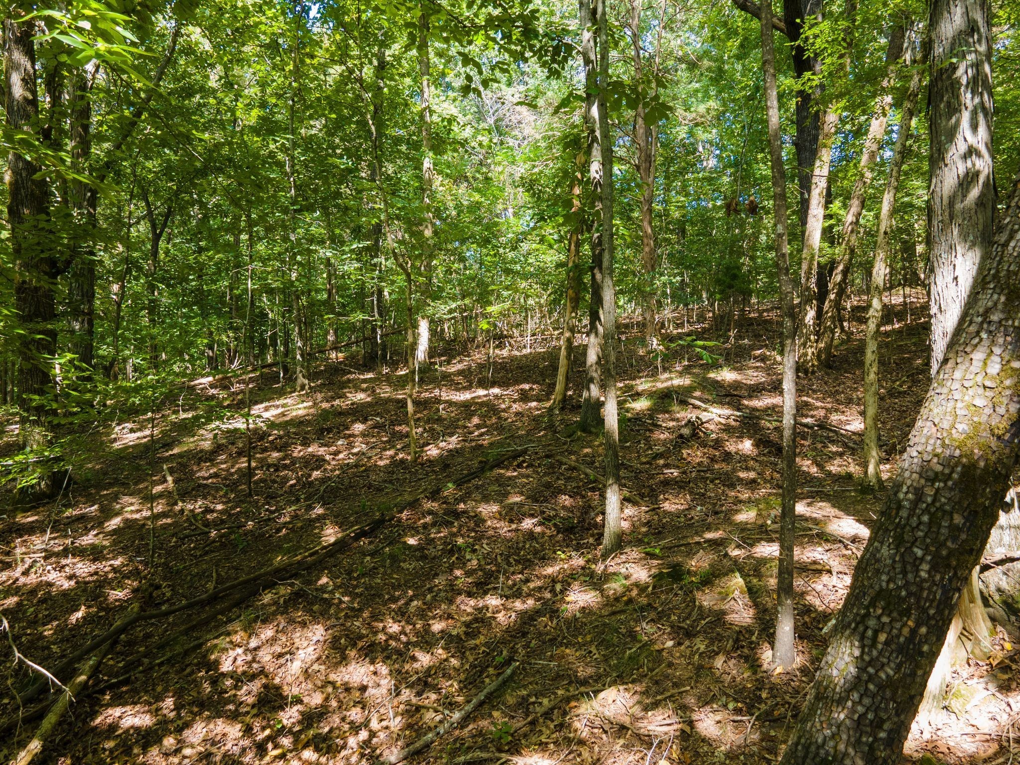 2311 Blue Branch Road Lynnville, TN 38472 - Photo 9 of 18 Gallery Image 9