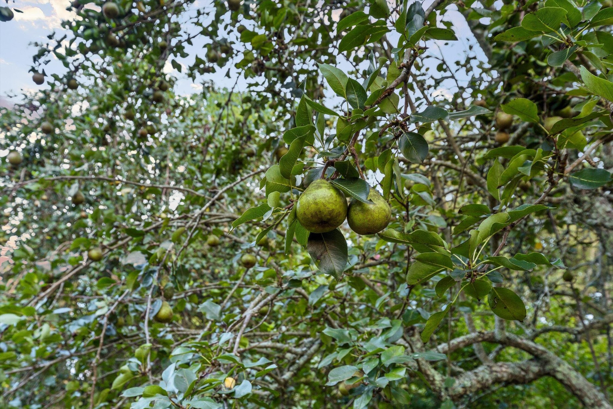 657 Brock Road Chickamauga, GA 30707 - Photo 51 of 55 a backyard of a house with lots of green space