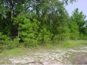 0 Clark Road Hephzibah, GA 30815 - Photo 1 of 1 Main View