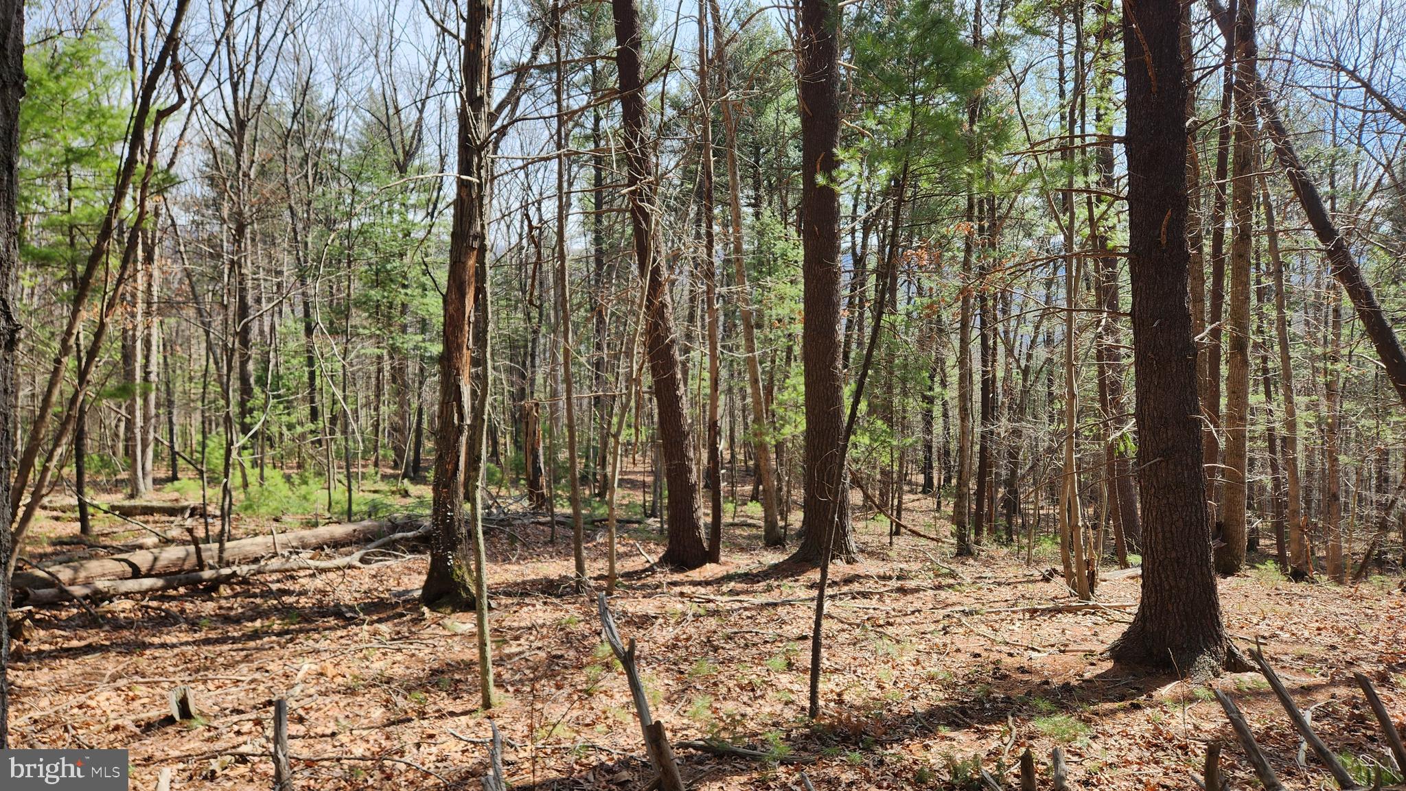 1605 Paddys Run Road Star Tannery, VA 22654 - Photo 13 of 14