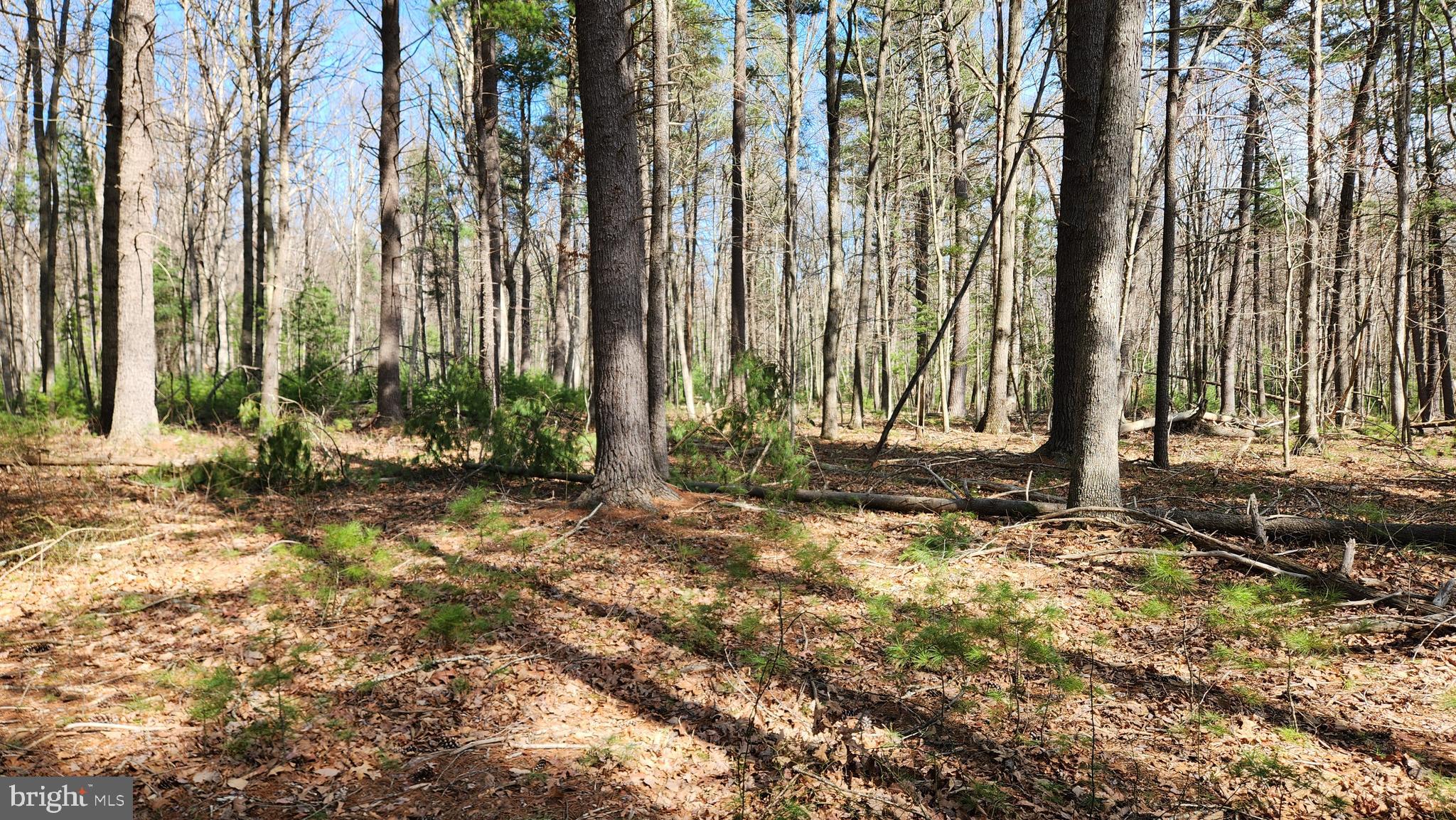 1605 Paddys Run Road Star Tannery, VA 22654 - Photo 14 of 14