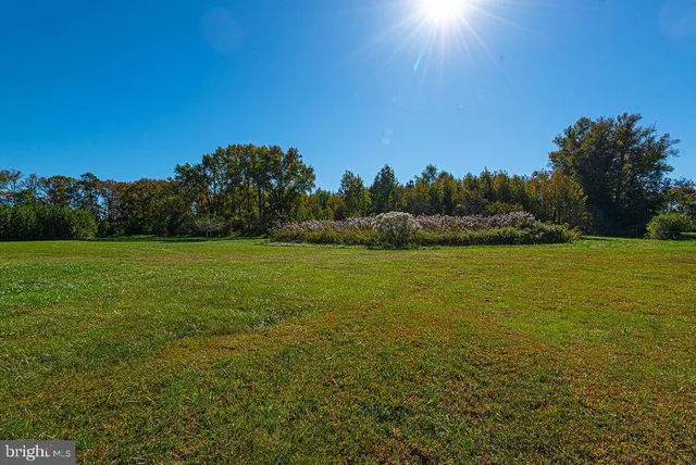 a view of a forest with trees