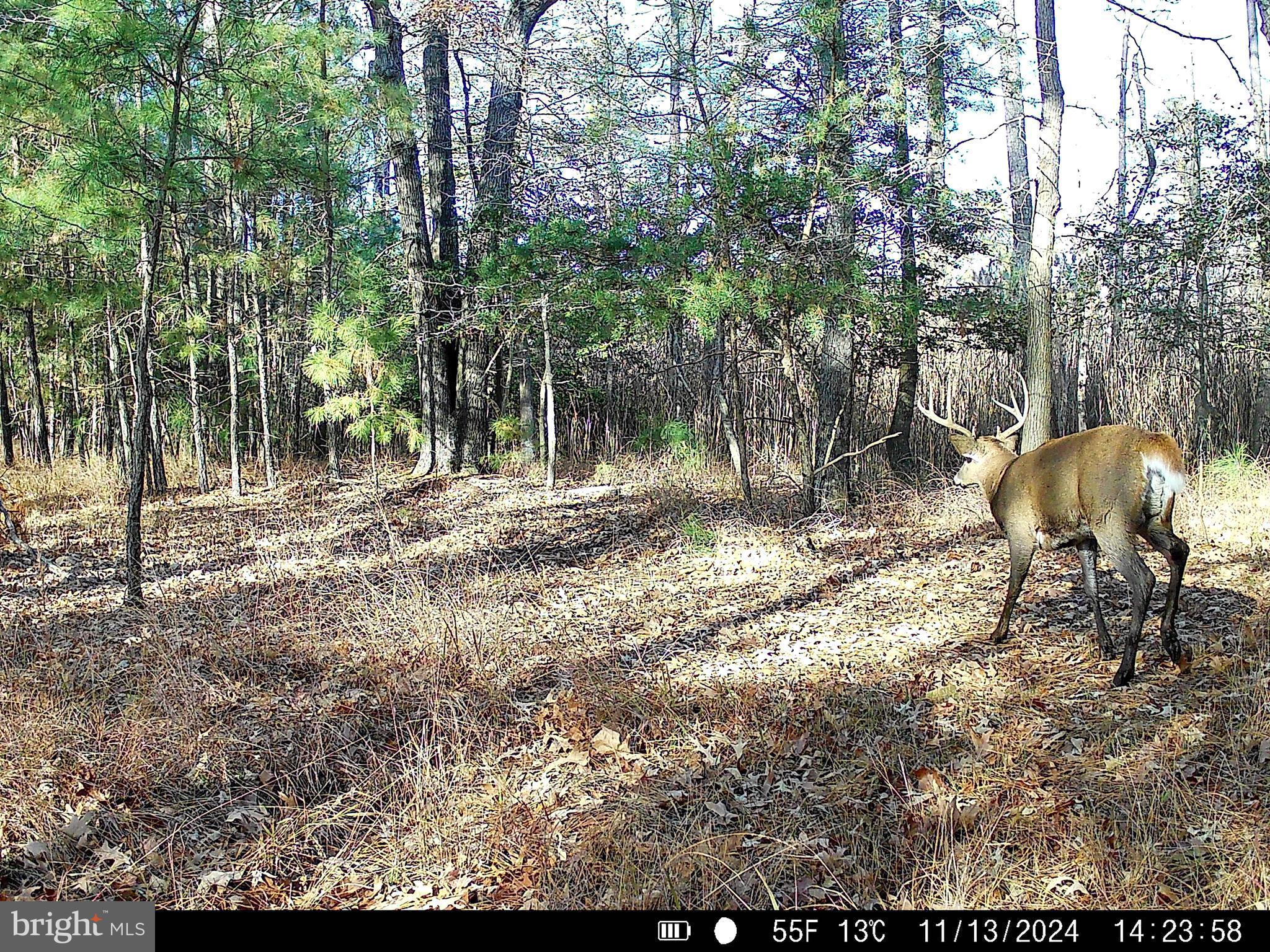 163 Hall Road Pocomoke City, MD 21851 - Photo 9 of 125 Gallery Image 9