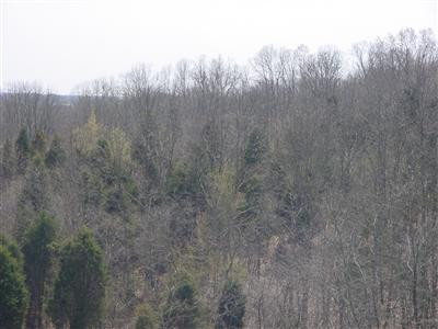 735 Mountain Island Road Corinth, KY 41010 - Photo 5 of 14 Photo 5
