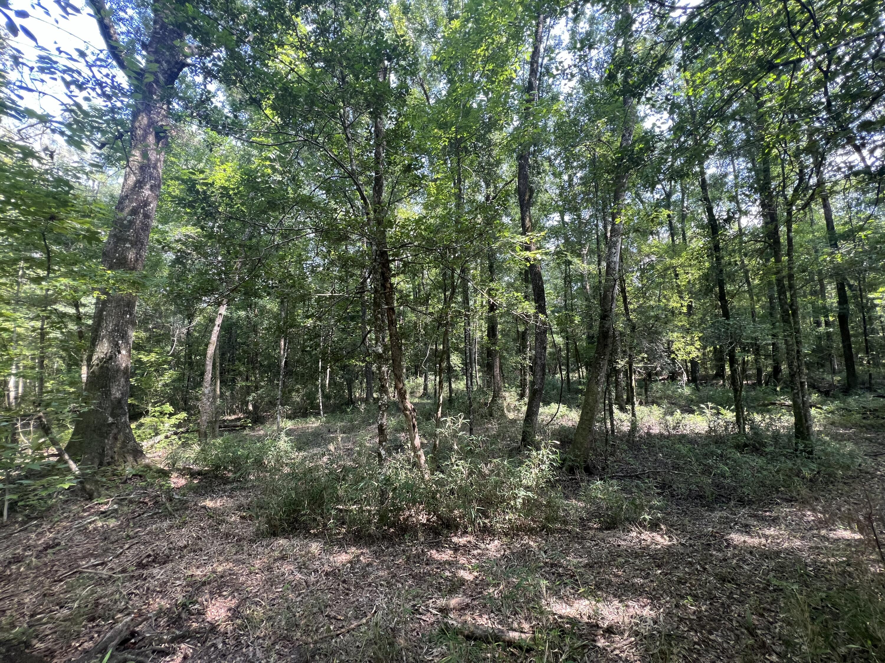 0 French Santee Road Jamestown, SC 29453 - Photo 15 of 22 IMG_1179