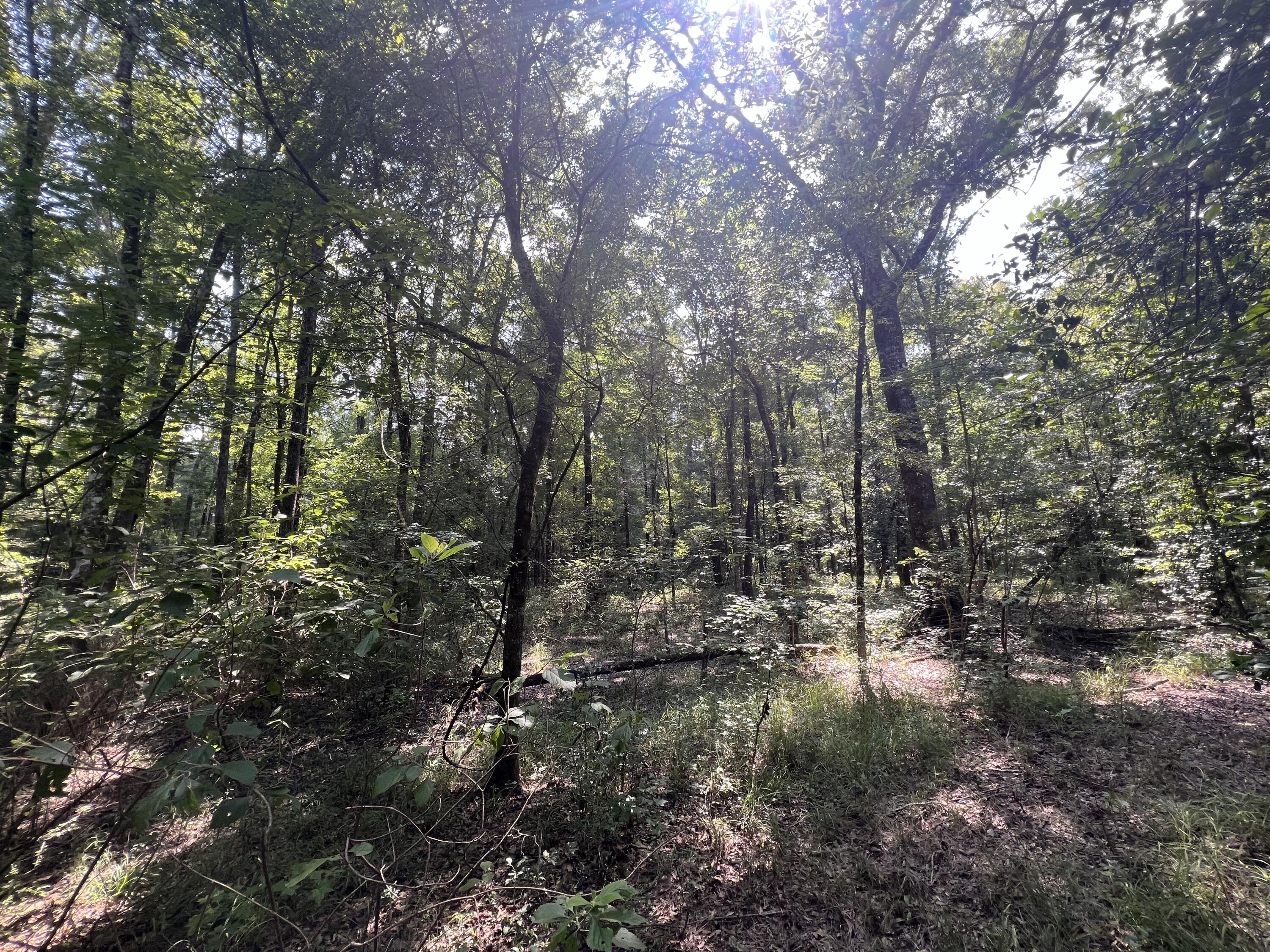 0 French Santee Road Jamestown, SC 29453 - Photo 17 of 22 IMG_1177