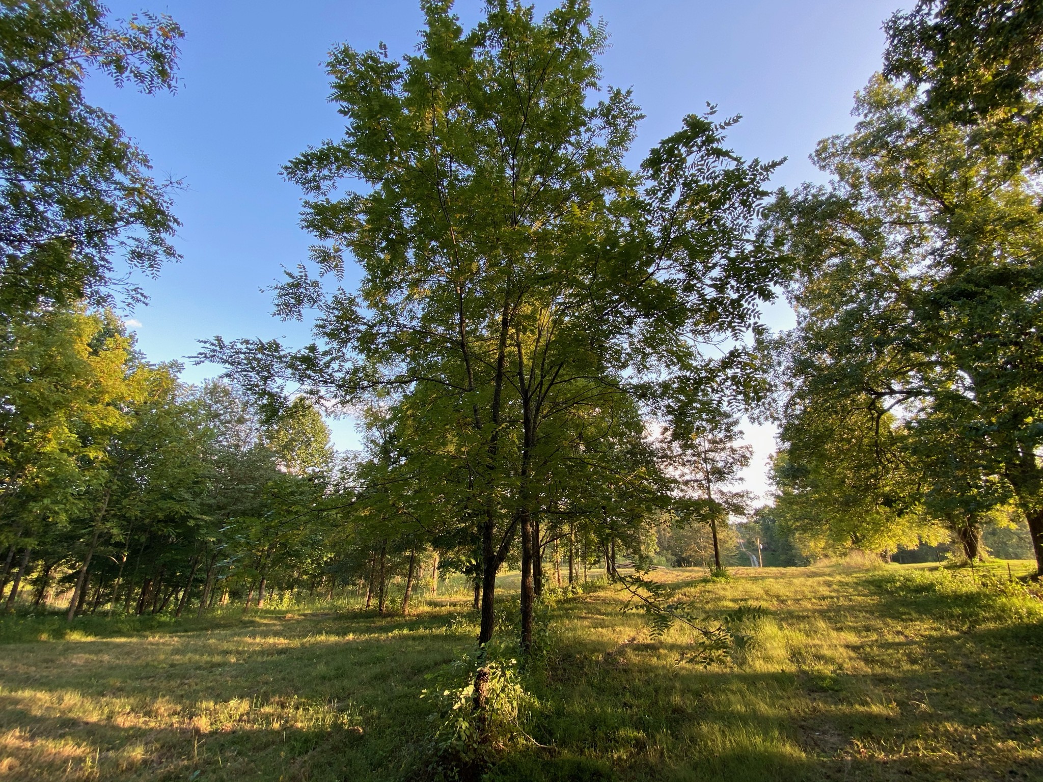 637 Southerland Road Dickson, TN 37055 - Photo 8 of 20 Gallery Image 8