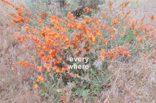 251 Thompson Cyn Road Green River, UT 84525 - Photo 21 of 32 Blooms in the spring and fall.