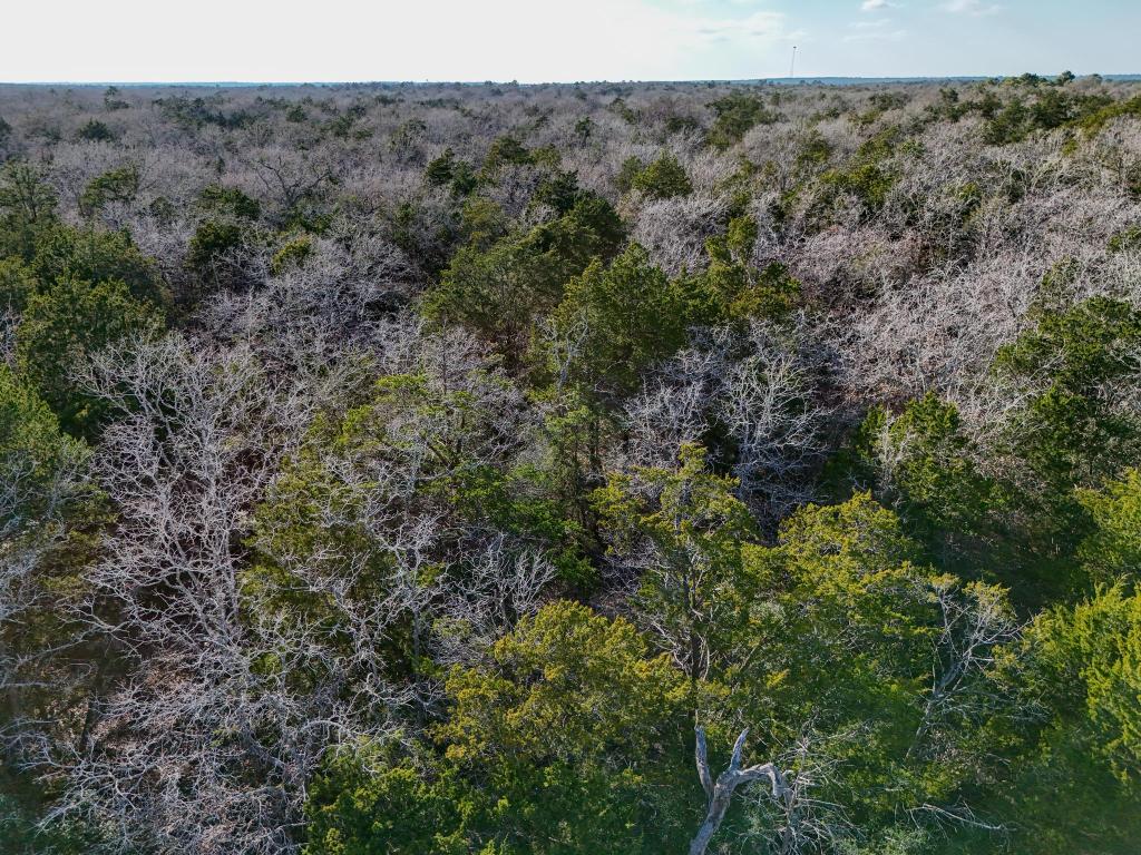 Lot 3 South Old Potato Road Paige, TX 78659 - Photo 15 of 17 Bird's eye view of a forest