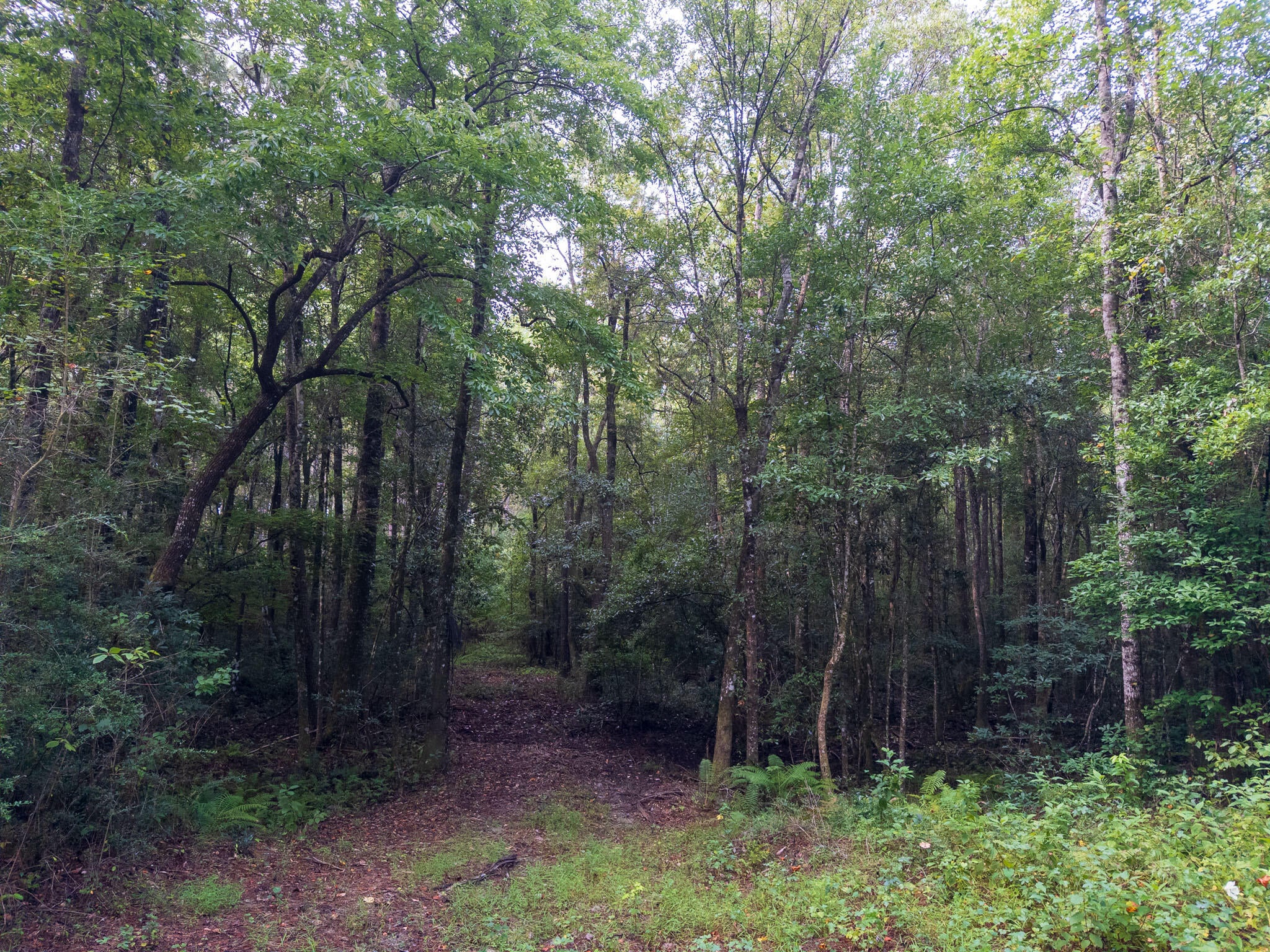 80-ac Arthur Lowe Road Lumberton, MS 39455 - Photo 12 of 18 Gallery Image 12