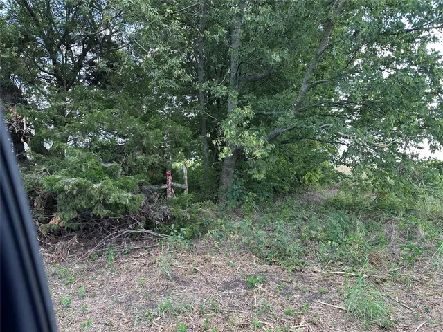 a view of a forest with a tree
