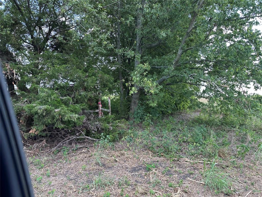 Lot 1 Rutledge Road Whitewright, TX 75491 - Photo 12 of 12 a view of a forest with a tree