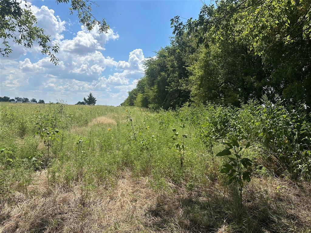 Lot 1 Rutledge Road Whitewright, TX 75491 - Photo 2 of 12 a view of a bunch of trees and bushes