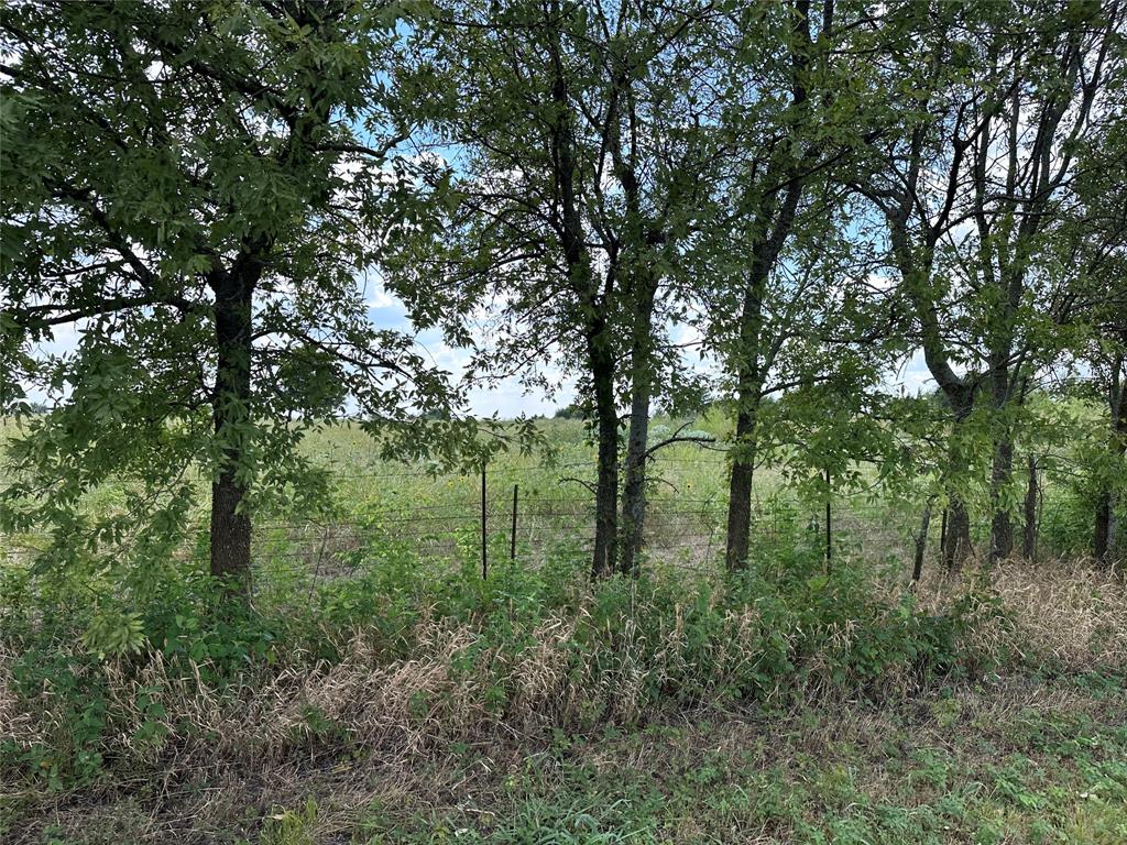 Lot 1 Rutledge Road Whitewright, TX 75491 - Photo 5 of 12 a view of a green field with lots of trees