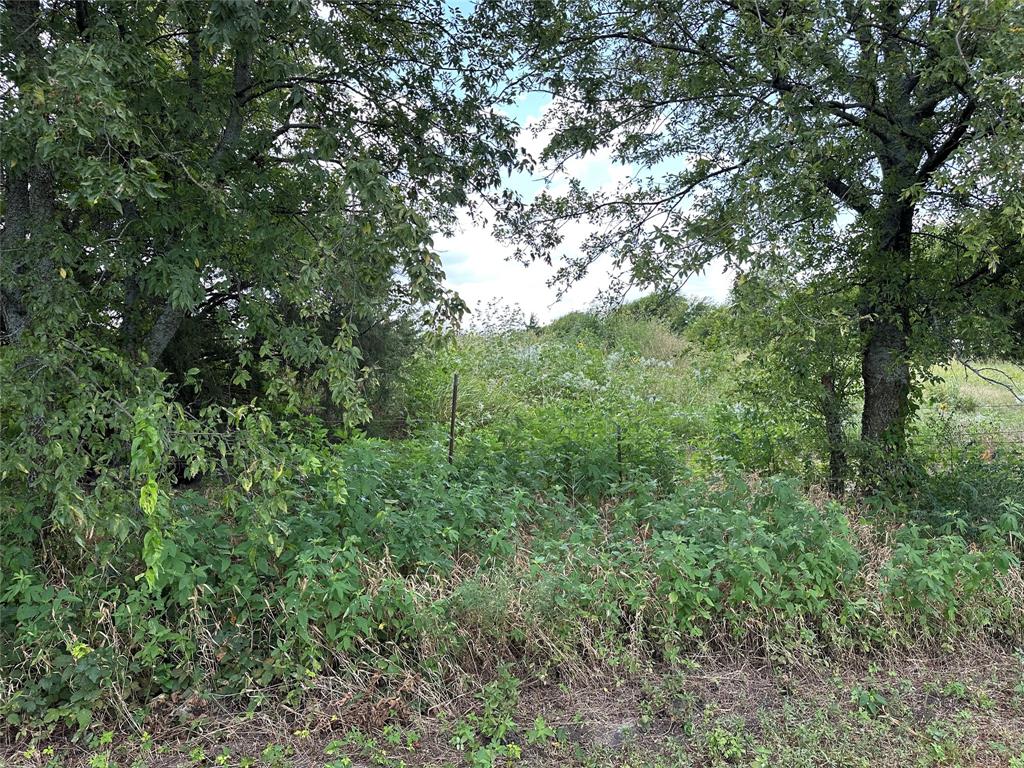 Lot 1 Rutledge Road Whitewright, TX 75491 - Photo 6 of 12 a view of a lush green forest