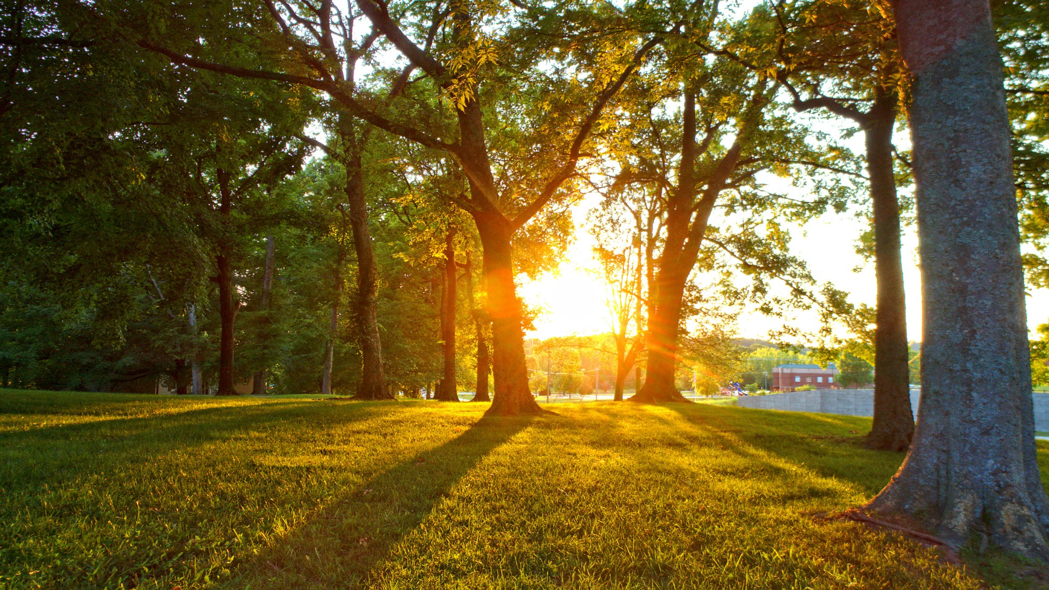 9829 Concord Road Brentwood, TN 37027 - Photo 1 of 15 a view of yard with large trees