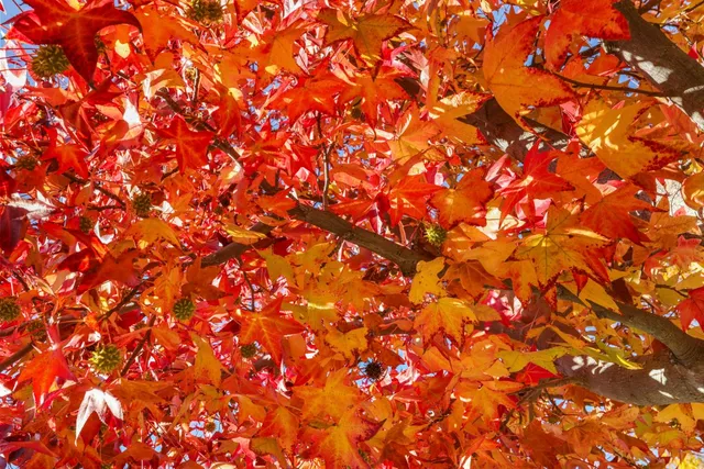 $750,000 | 2832 Remington Way, Tracy, CA 95377