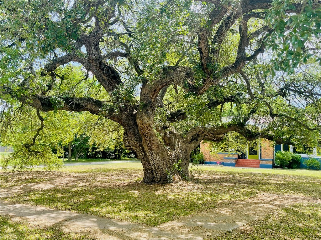 Historic Oak Tree