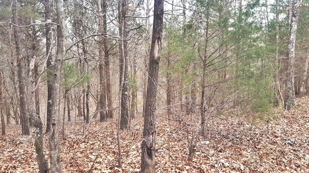190 Son Moore Road Decatur, TN 37322 - Photo 7 of 8 20180307_145313