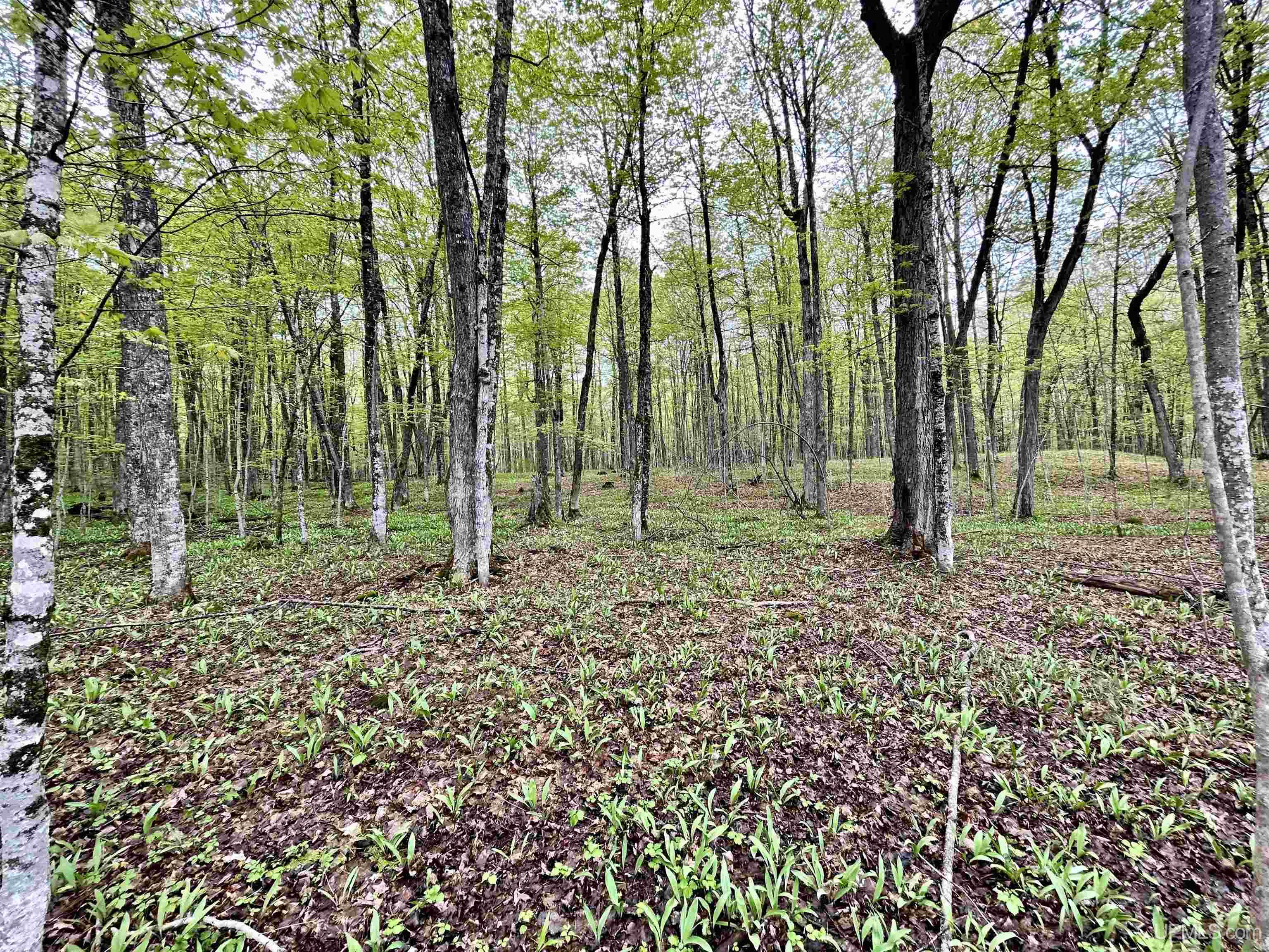 West Cisco Lake Road Watersmeet, MI 49969 - Photo 3 of 4 Gallery Image 3