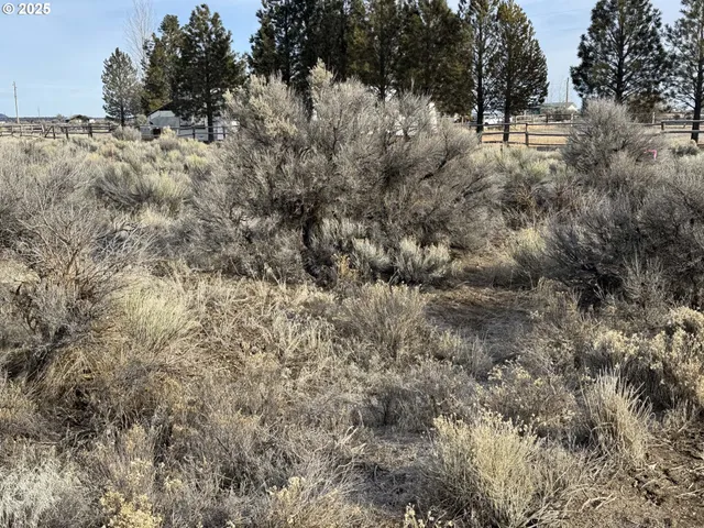 a view of a dry field with trees in it