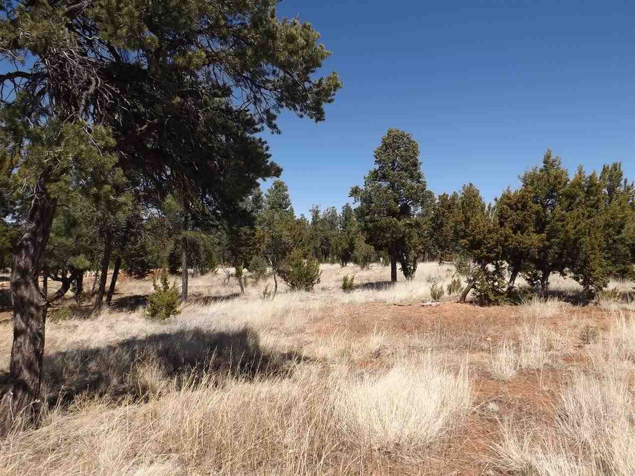 3317 Lodgepole Road Overgaard, AZ 85933 - Photo 1 of 10 a view of a yard covered in snow