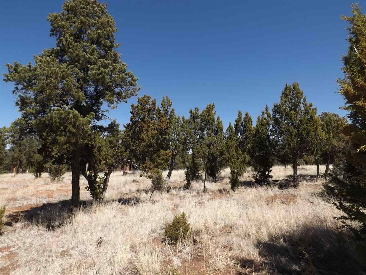 3317 Lodgepole Road Overgaard, AZ 85933 - Photo 2 of 10 a view of snow in between two trees