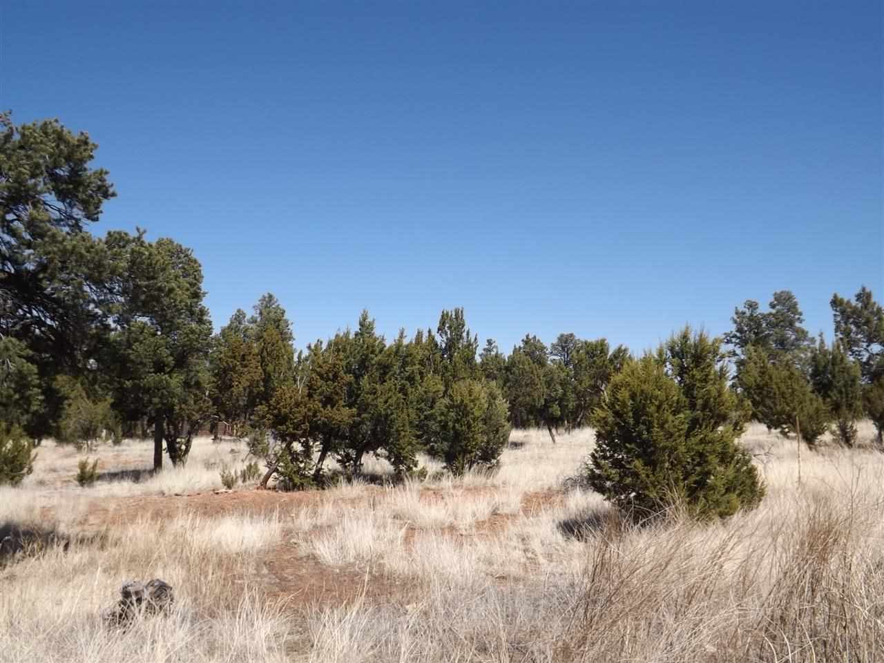 3317 Lodgepole Road Overgaard, AZ 85933 - Photo 5 of 10 a view of a yard covered in snow