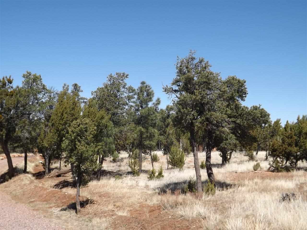 3317 Lodgepole Road Overgaard, AZ 85933 - Photo 8 of 10 a view of a yard with a tree