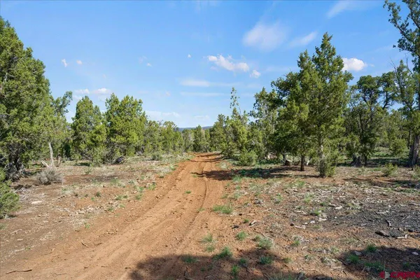 a view of a yard with plants and a tree
