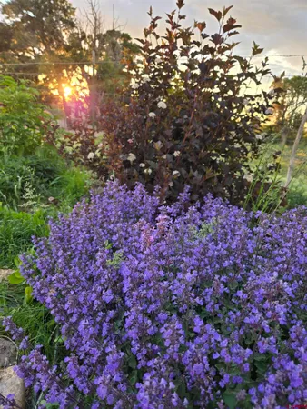 a view of a backyard with plants and lake view