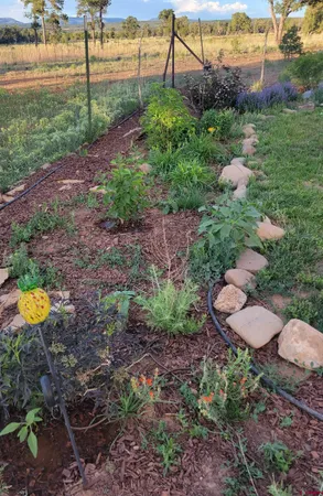 a picture of flowers