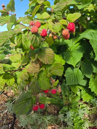 a view of a garden with a houses