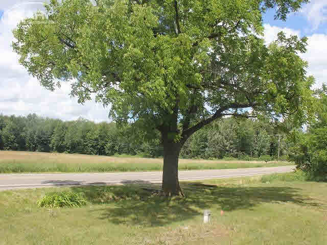 12339 Linden Road Linden, MI 48451 - Photo 39 of 41 21317292-38.JPG