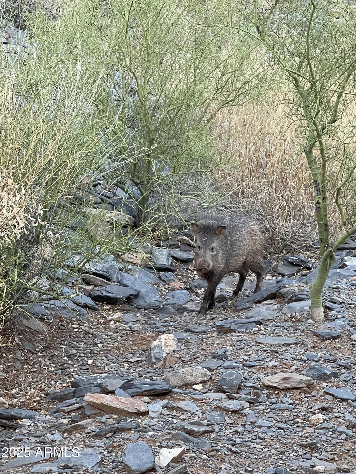 5830 East Restin Road Carefree, AZ 85331 - Photo 63 of 72 Owner Provided Photo