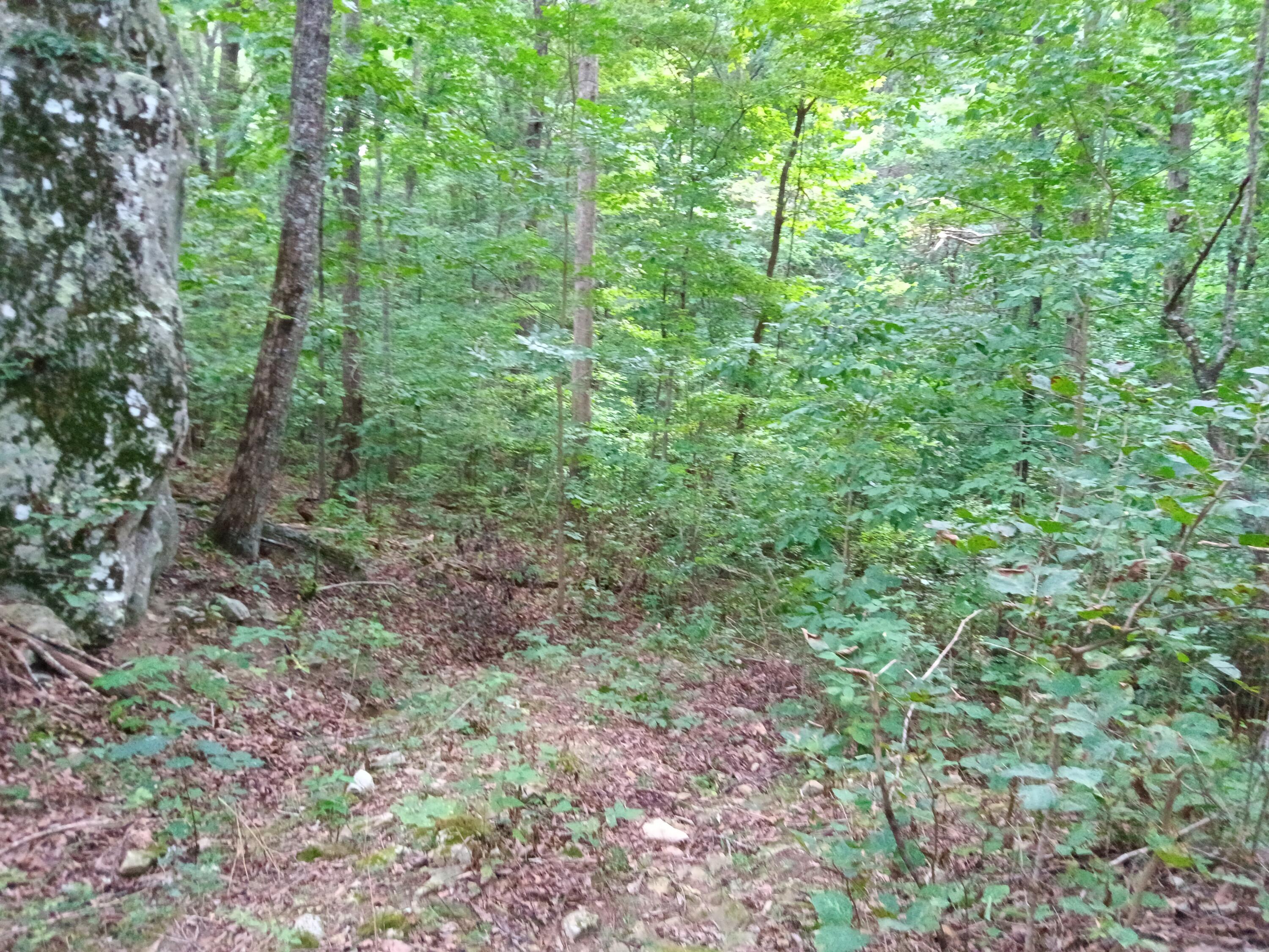 98 Porch Rock Road Pikeville, TN 37367 - Photo 16 of 42 IMG_20240814_172540