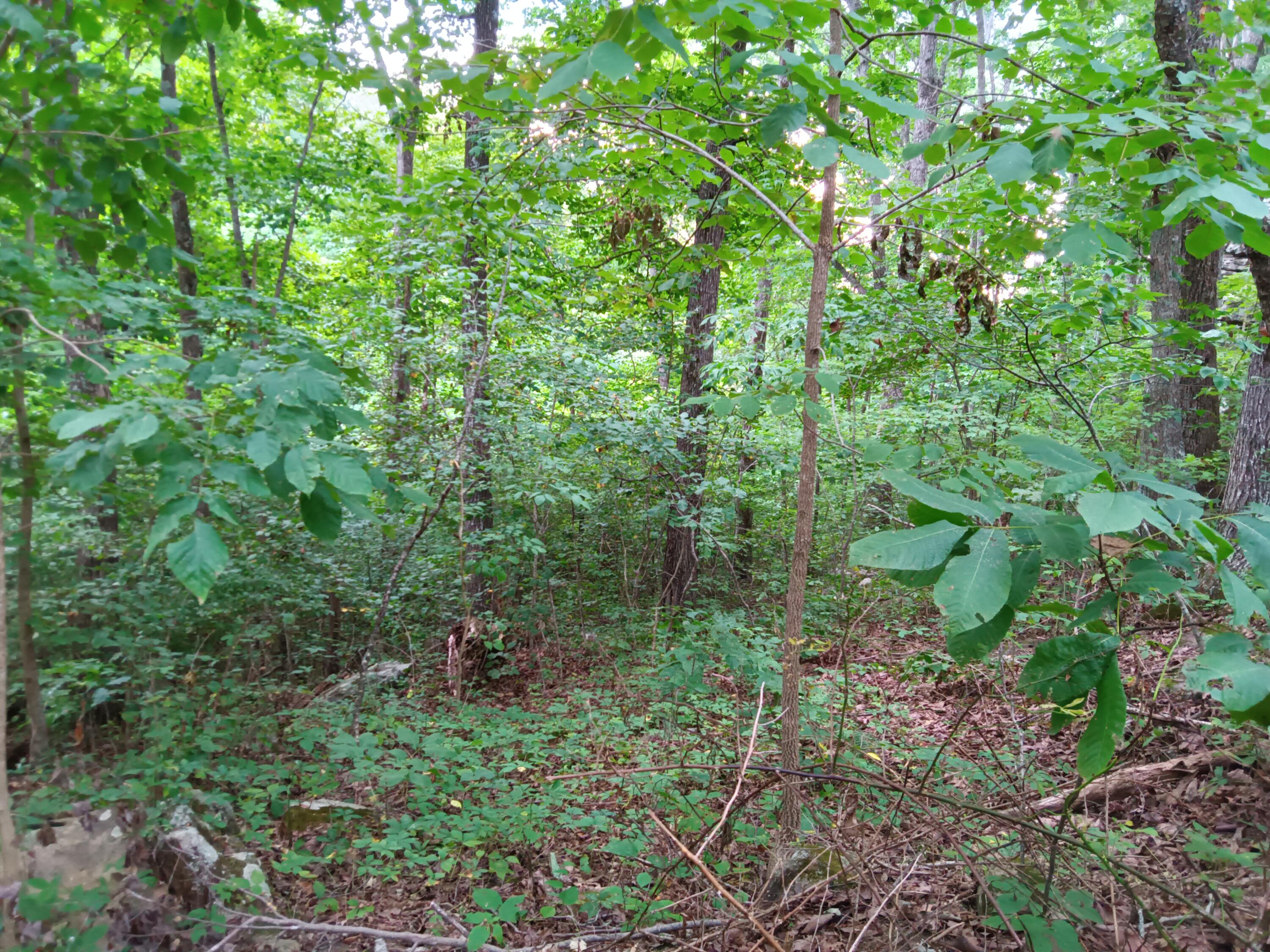 98 Porch Rock Road Pikeville, TN 37367 - Photo 17 of 42 IMG_20240814_172628