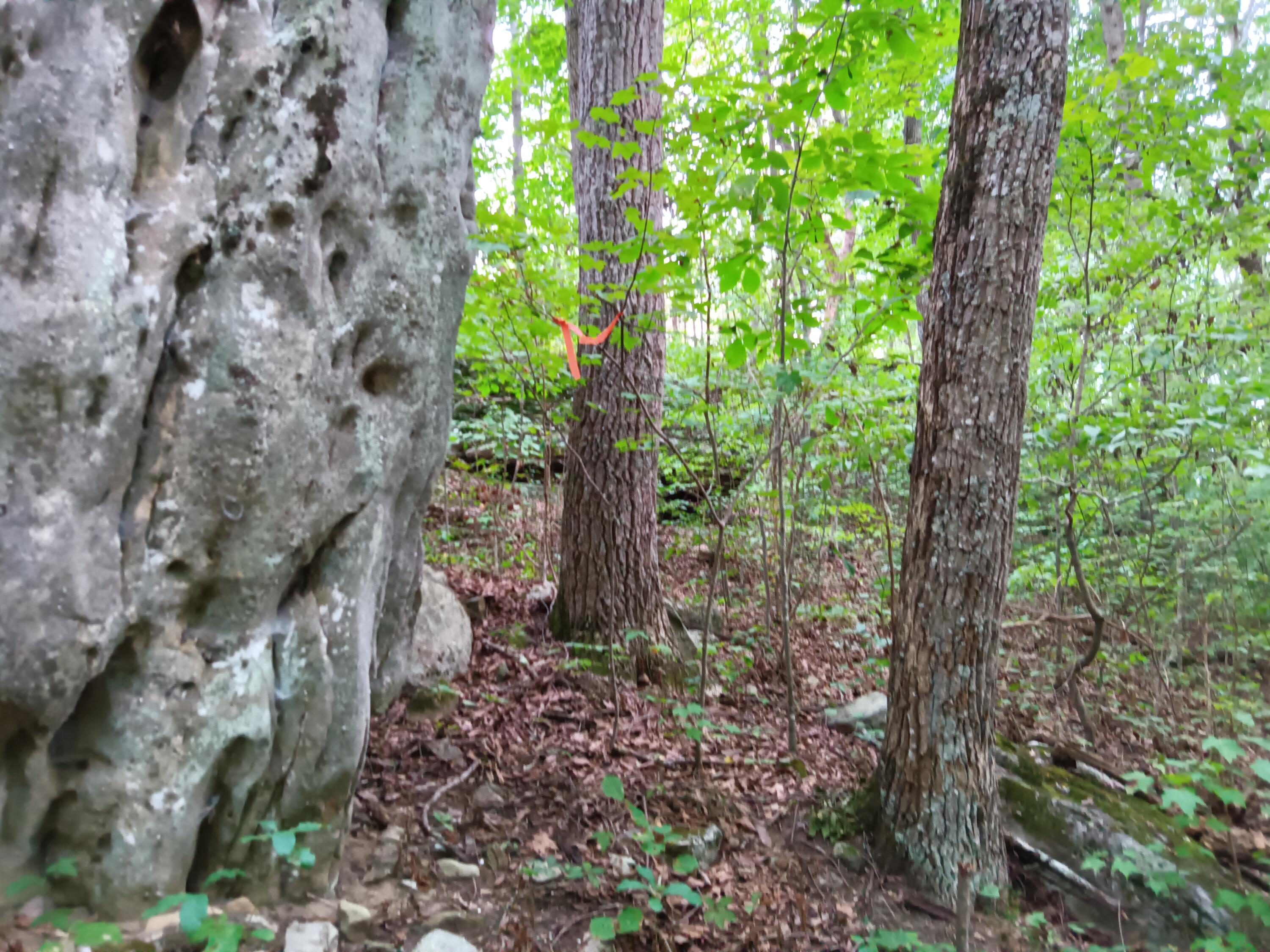 98 Porch Rock Road Pikeville, TN 37367 - Photo 18 of 42 IMG_20240814_172655