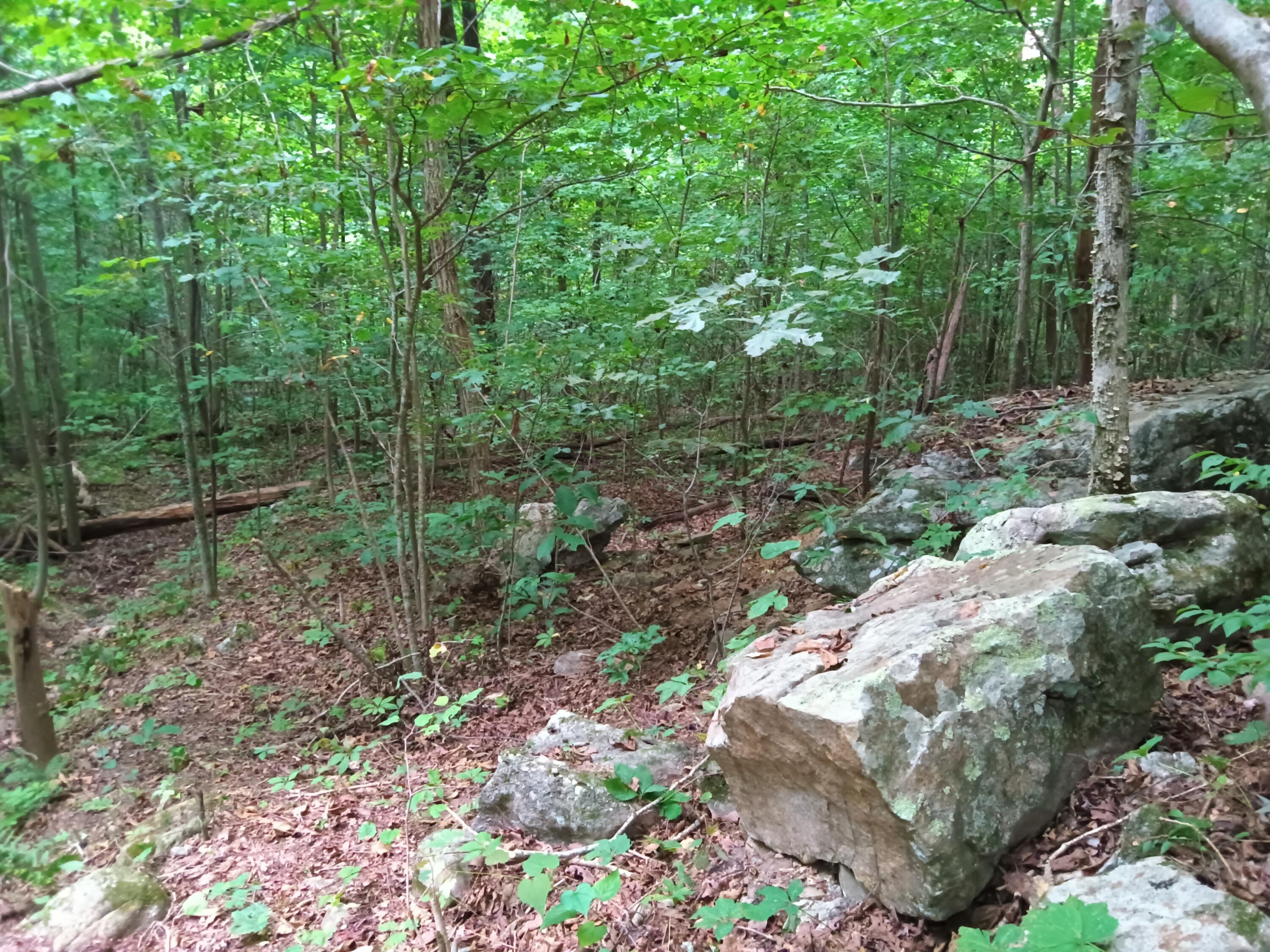 98 Porch Rock Road Pikeville, TN 37367 - Photo 21 of 42 IMG_20240814_172853