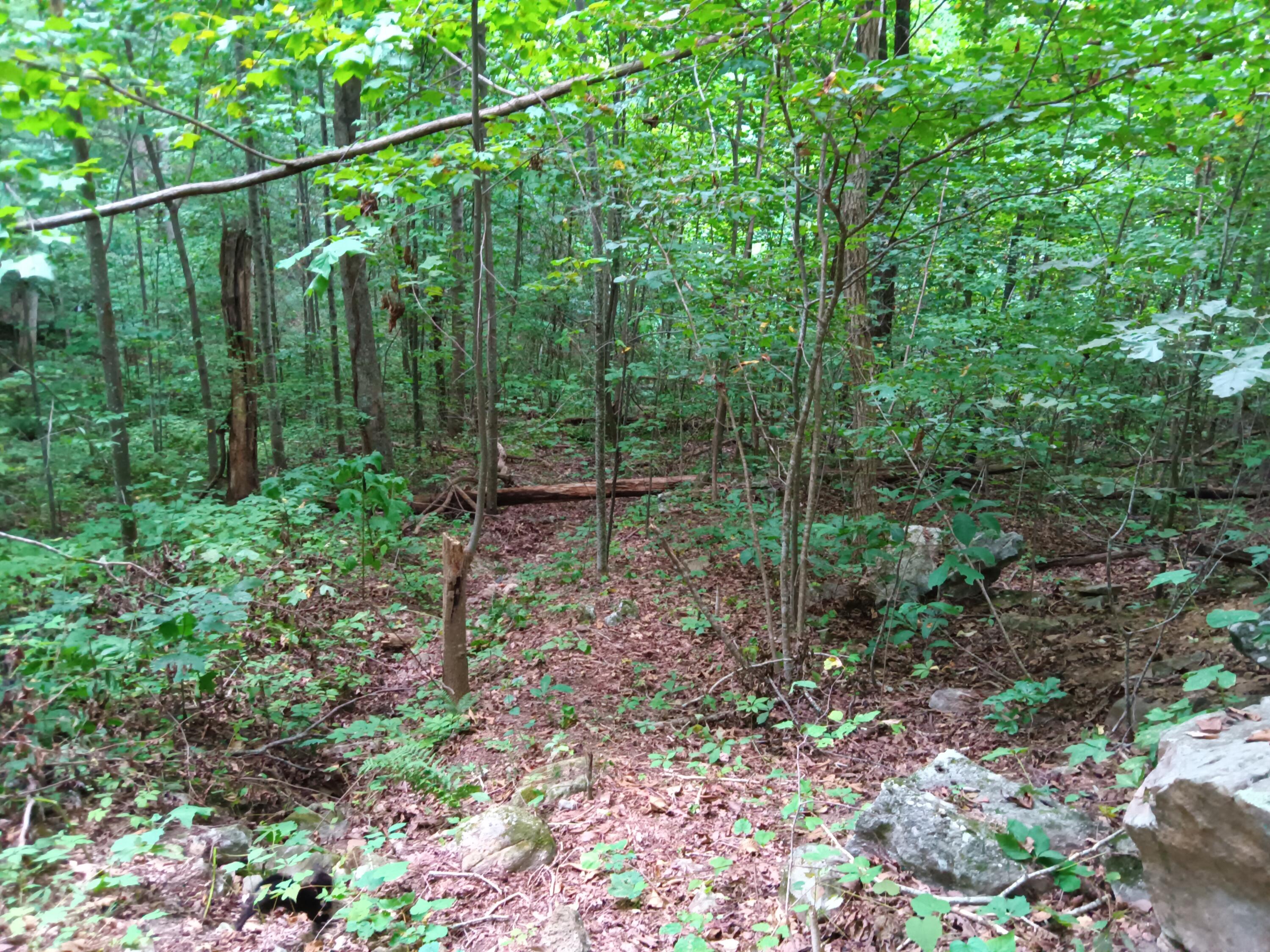 98 Porch Rock Road Pikeville, TN 37367 - Photo 22 of 42 IMG_20240814_172856