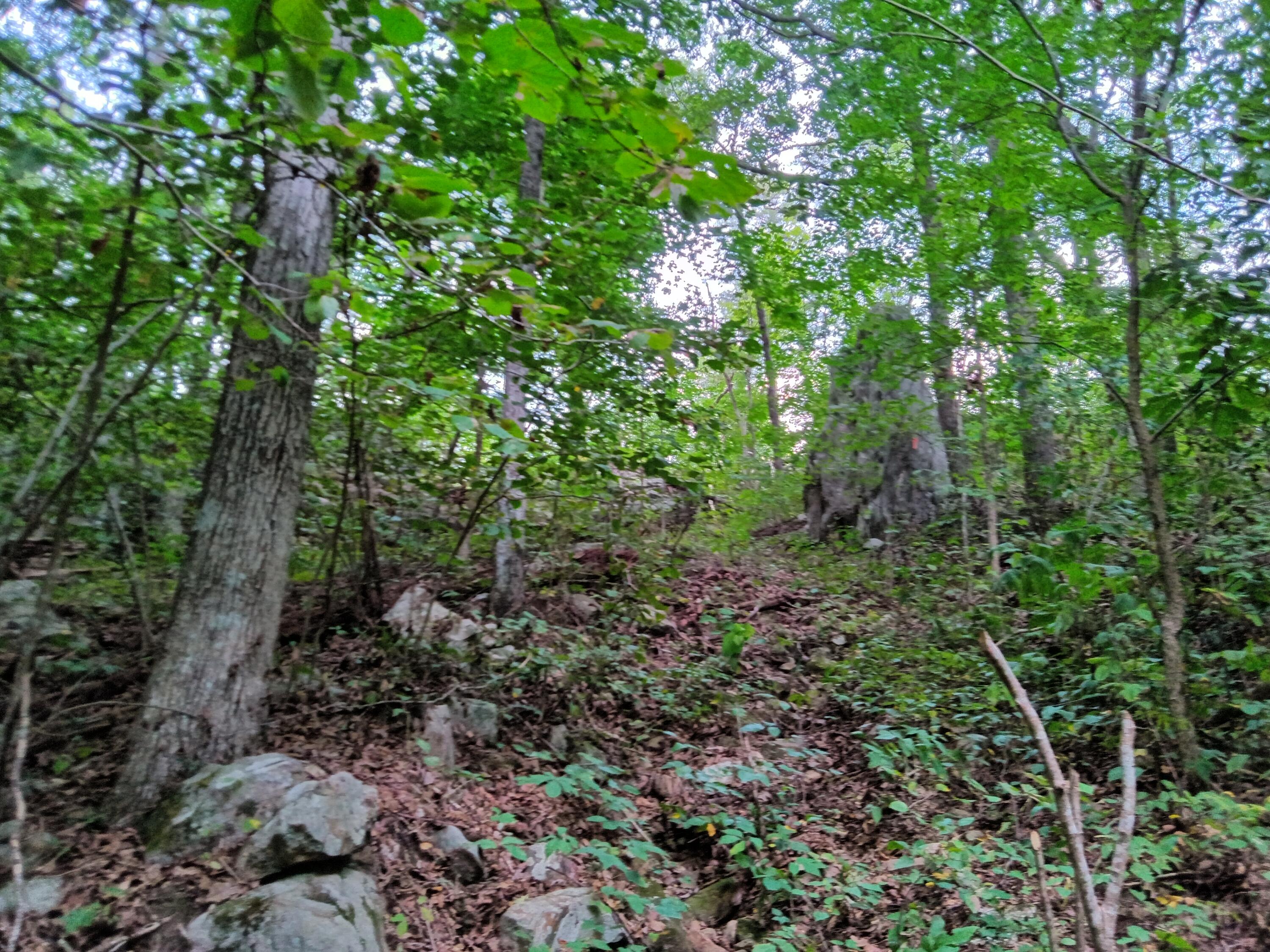 98 Porch Rock Road Pikeville, TN 37367 - Photo 23 of 42 IMG_20240814_172911