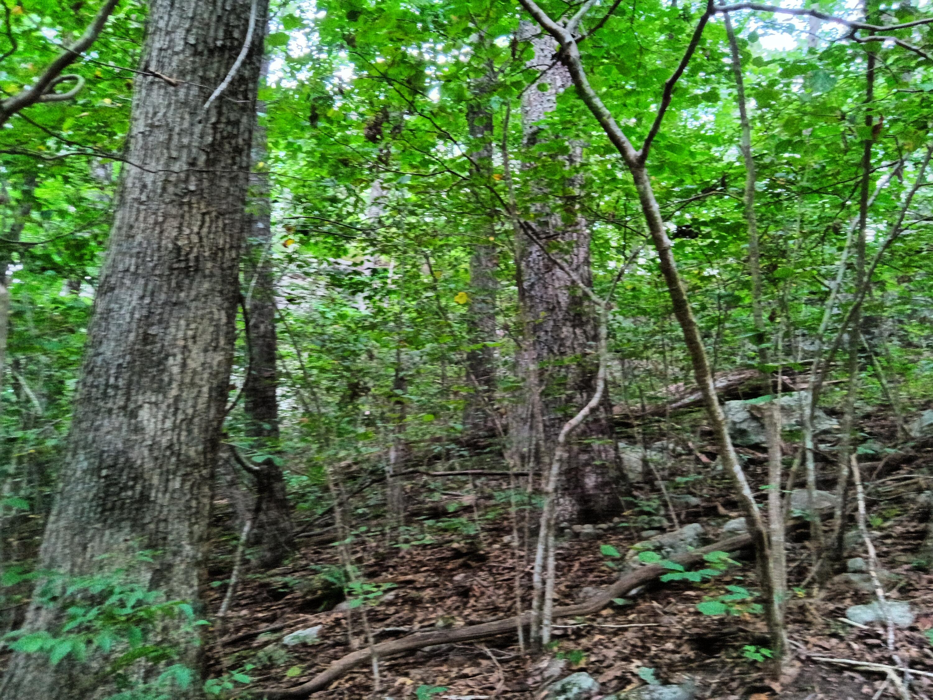 98 Porch Rock Road Pikeville, TN 37367 - Photo 24 of 42 IMG_20240814_172914